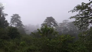 Danum Valley morning bird chorus