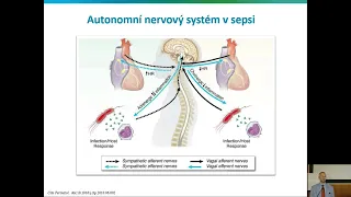 Je bloudivý nerv klíčem k léčbě sepse?