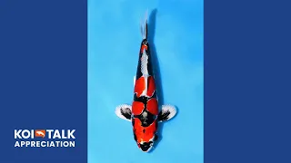 Koi Talk | Appreciation | Aokiya - Beni Kikokuryu