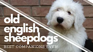 Wish We had Known BEFORE getting an Old English Sheepdog┃Best Companion┃Ed&Mel