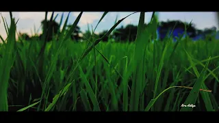 Video Cinematic Alam Sawah di Ngreco Kediri