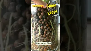 Rooting in LECA | LECA update | #shorts #shorts #viral #plant #succulents