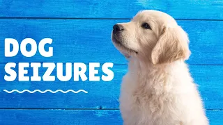 Veterinarian Explains: Seizures in Dogs - episode 1