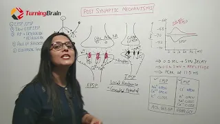 SYNAPTIC TRANSMISSION - 2/2