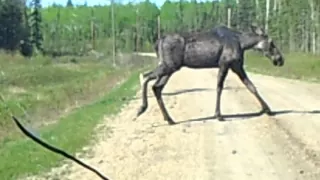 Tiny baby moose