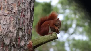 Eichhörnchen in Parchau