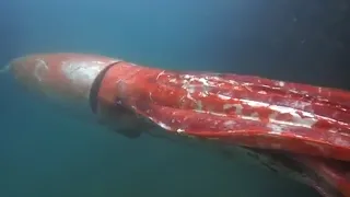 7 Strange Deep Ocean Squid Encounters Caught on Camera