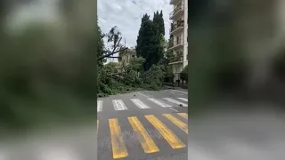 Bergamo, il video dell'albero crollato in via dello Statuto