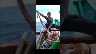 Giant Squid caught in the Philippines