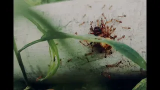 Hard working ANTS.