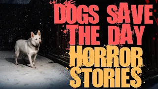 7 Dogs Save the Day Horror Stories or Scary Dog Walking Stories