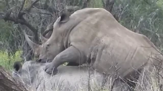 Rhino mating during our Durban Safari Tour