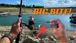 tiny bait, BIG BITE. EPIC FUN |Lake Travis Finesse Fishing|