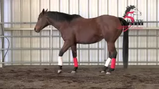 Horse Gaits --  Footfall:  Emphasis on the Diagonal