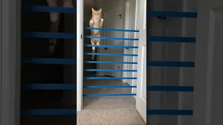 Jump Kitty Jump. How High Can Cats Jump? Amazing Cats