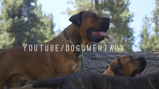 THE BOERBOEL OF BIG BEAR MOUNTAIN, CALIFORNIA