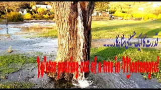 Water pouring out of a tree in Montenegro!