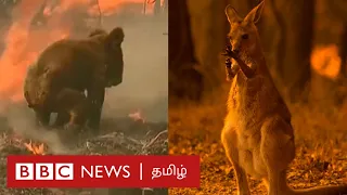 Australia fire: Is it true that 50 crore animals died? BBC Reality Check