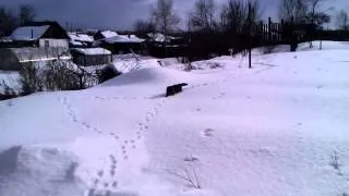 кот идет по снегу