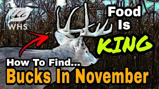 How To Find Bucks In November