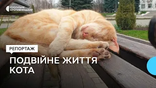 Подвійне життя Рижика: улюбленець міськради на Кіровоградщині та домашній кіт