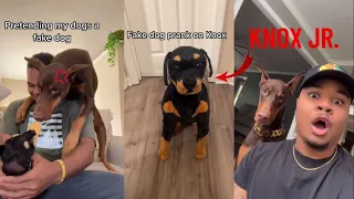 Grumpy Dogs knox doberman tiktok Compilation 🔴| Dog Video 2023 | suavexavie - 7