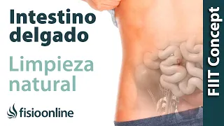 Limpieza de intestino delgado - Desintoxicar el intestino de forma natural