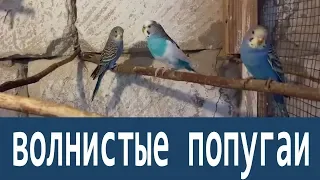 волнистые попугаи молодежь # 2