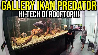 GREBEK! GALLERY IKAN PREDATOR HI-TECH DI ROOFTOP!!! - HOBBIES IKAN PREDATOR PALING G0KIL DI MEDAN!!!