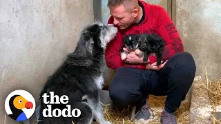 Stray Dog Asks Man To Save Her Babies | The Dodo