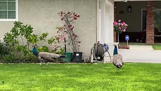 Peafowl Respond to Peahen Call for Help