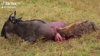 Hyena eating a wildebeest alive! Masai mara