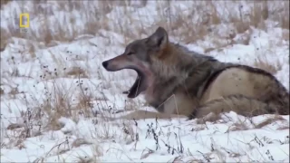 Black wolf story documentaries animal planet ★ Animals Channel HD