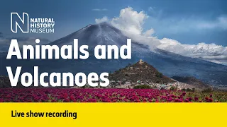 Animals and Volcanoes | Live Talk with NHM Scientist