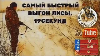 Охота с ягдтерьером, выход лисы через 19 секунд. Fox Hunt with Jagdterrier