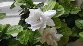 5 things that I do to get more flowers on Gardenia plant