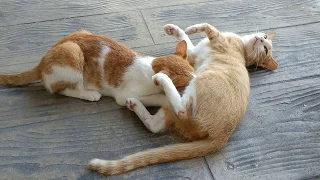 Grown Kitten Still Breastfeeding from Mama Cat