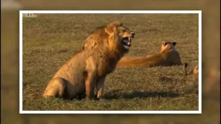 lion laughs LOL Лев смеется, заразительный смех  lion laughs LOL