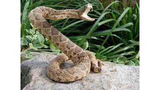 Herpetology- Snakes in U.S.A , Part 2- Massachusetts Connecticut, Rhode Island,