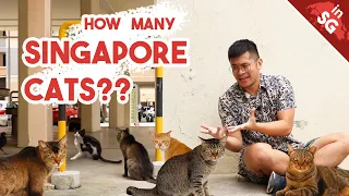 World's Smolest Meow! | Singapore’s Neighbourhood Cats