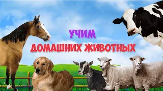 Учим домашних животных | Смотреть мультики | Для самых маленьких