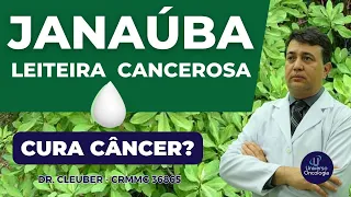 🌿 JANAÚBA - Leiteira - Cancerosa, CURA Câncer?  🦀 💊