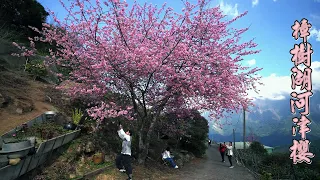 全台最早滿開櫻王 樟樹湖河津櫻王 夢幻粉紅賞櫻熱潮