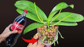 Do this after the Orchid flowers fall, the orchid roots grow immediately |Orchid Care for Beginners