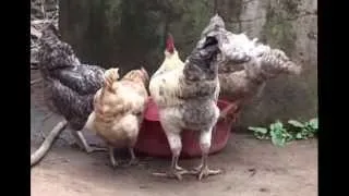 Kuroiler chickens Uganda program