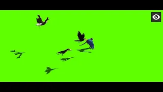 Bird sky green screen