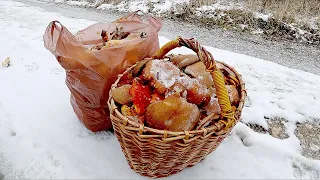 ТРИ ВЕДРА ГРИБОВ ЗИМОЙ за ЧАС - ЭТО РАДОСТЬ ГРИБНИКА!!! Урожай ярких ОПЯТ в НОЯБРЕ! Грибы 2021!