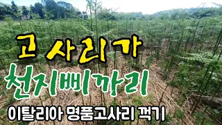 고사리가 천지 삐까리입니다