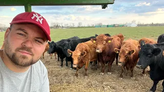 Első vlog, marha etetés és rövid bemutatkozás John Deere 3200, Angus marha…🐂