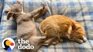 Blind Pittie Puppy Makes His Cat Brother And Family Whole Again | The Dodo